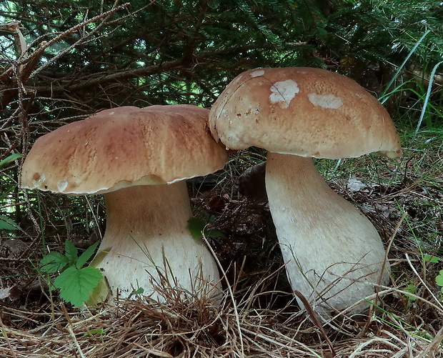 hríb smrekový Boletus edulis Bull.