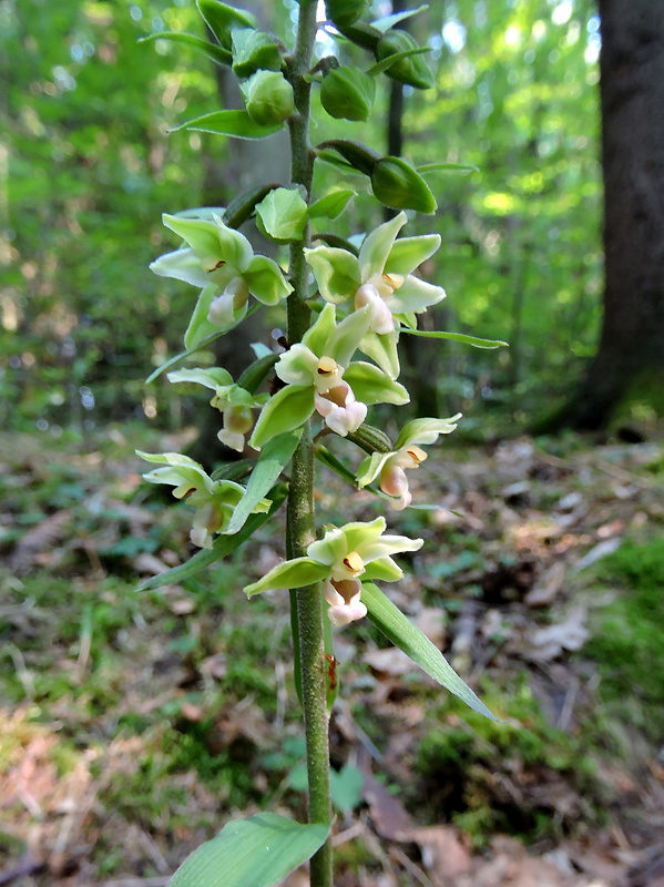 kruštík modrofialový Epipactis purpurata Sm.