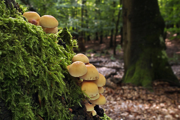 strapcovka zväzkovitá Hypholoma fasciculare (Huds.) P. Kumm.