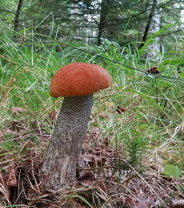 kozák žltooranžový Leccinum versipelle (Fr. & Hök) Snell