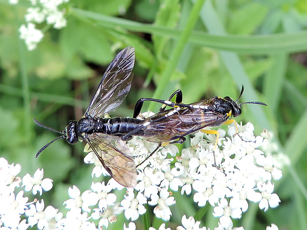 piliarka / pilatka Macrophya montana Scopoli, 1763