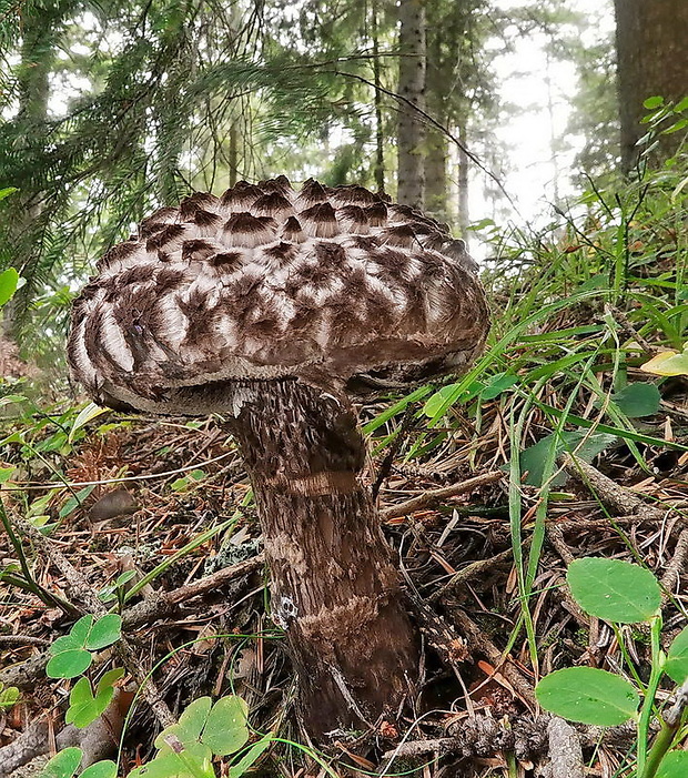 šiškovec šupinatý Strobilomyces strobilaceus (Scop.) Berk.