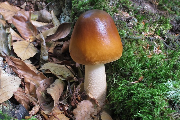 muchotrávka plavohnedá Amanita fulva Fr.