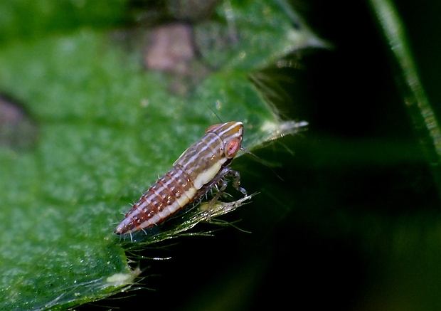 cikádka- nymfa Arocephalus longiceps  Cicadellidae