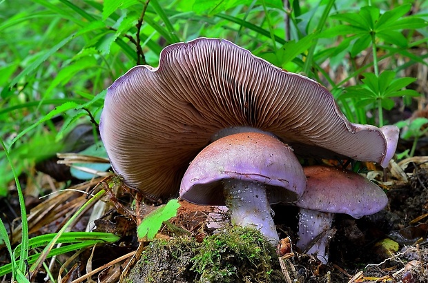 pavučinovec Cortinarius sp.