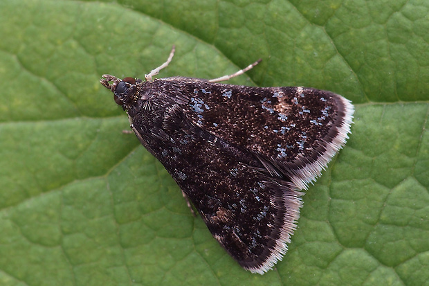 sivenka Wulfenova  Heliothela wulfeniana (crambidae)