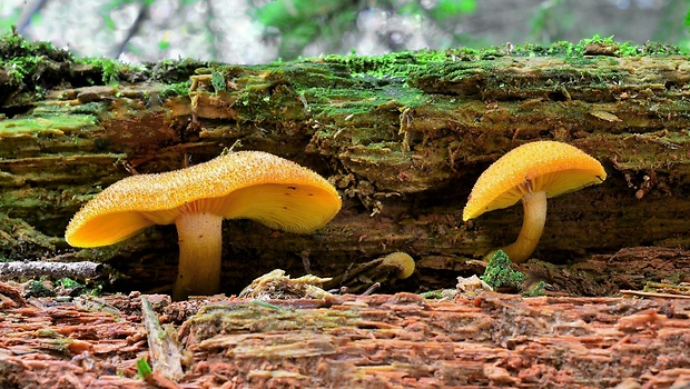 čírovec ozdobný Tricholomopsis decora (Fr.) Singer