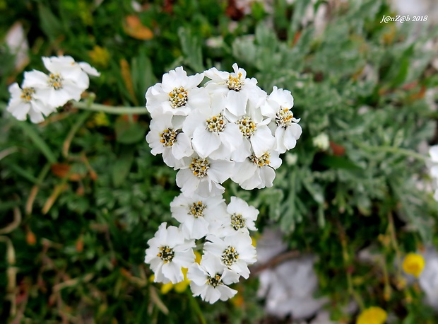 rebríček Achillea clavennae L.