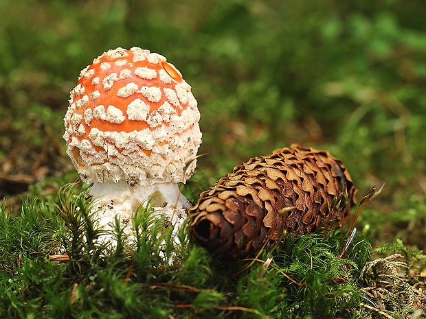 muchotrávka červená Amanita muscaria (L.) Lam.