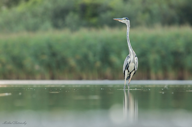 volavka popolavá  Ardea cinerea