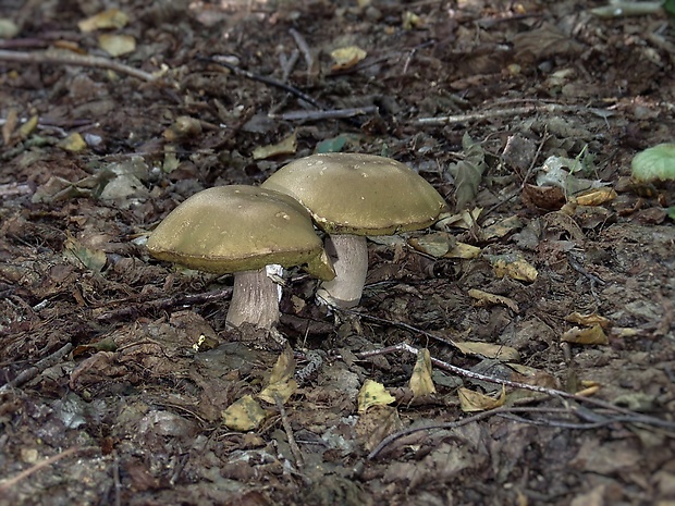 hríb dubový Boletus reticulatus Schaeff.