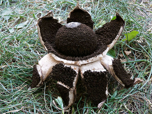 hviezdovka vlasatá Geastrum melanocephalum (Czern.) V.J. Staněk