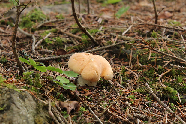 jelenka poprehýbaná Hydnum repandum L.