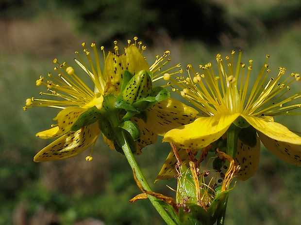 ľubovník škvrnitý Hypericum maculatum Crantz