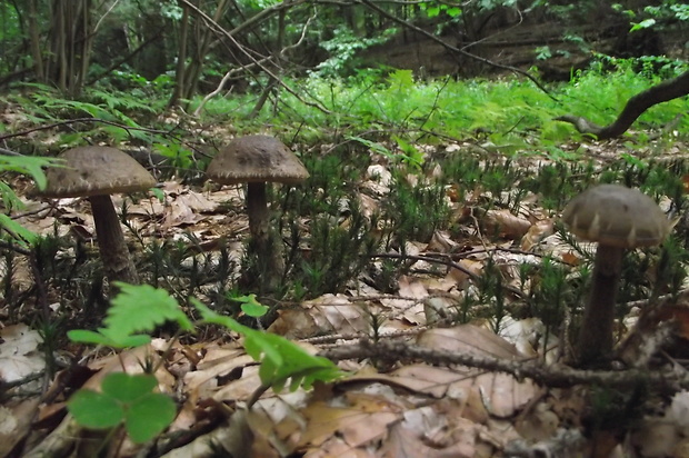 kozák hrabový Leccinum pseudoscabrum (Kallenb.) Šutara