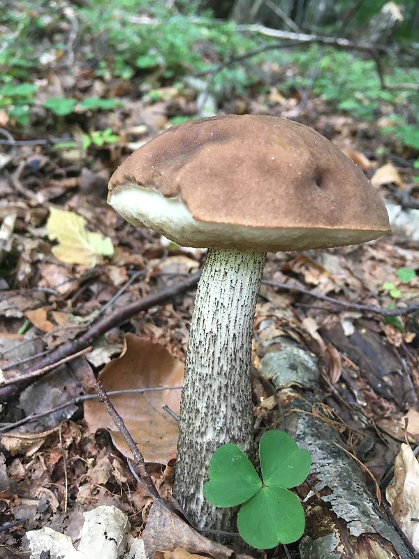 kozák brezový Leccinum scabrum (Bull.) Gray