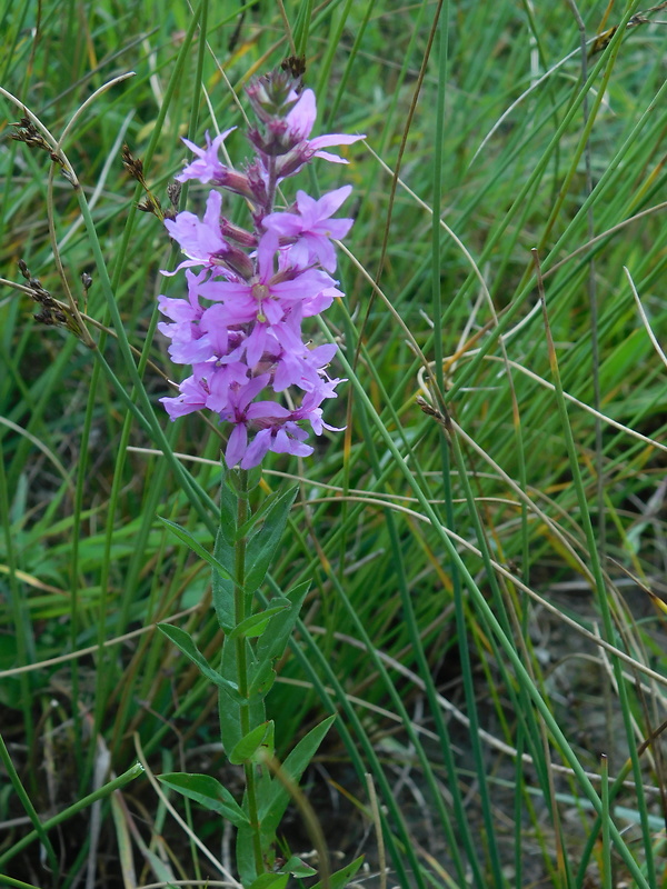 vrbica vŕbolistá Lythrum salicaria L.