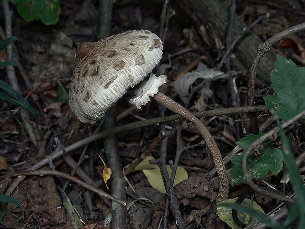 bedľa vysoká Macrolepiota procera (Scop.) Singer