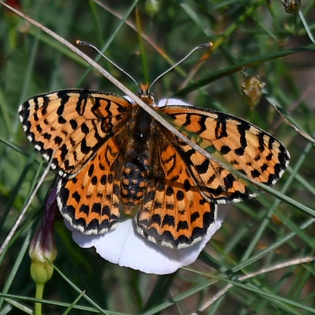 hnedáčik pyštekový Melitaea didyma (Esper, 1779)