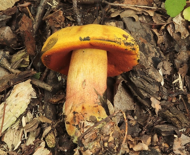 hríb zrnitohlúbikový odfarbený Neoboletus xanthopus (Quél.) Krieglst.