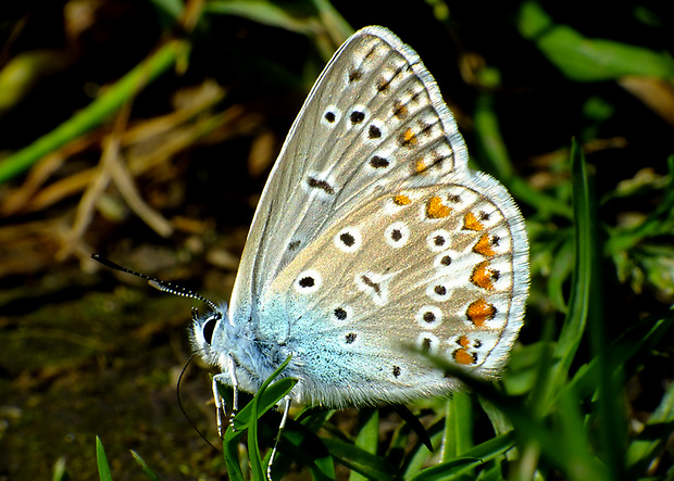 modráčik obyčajný Polyommatus icarus