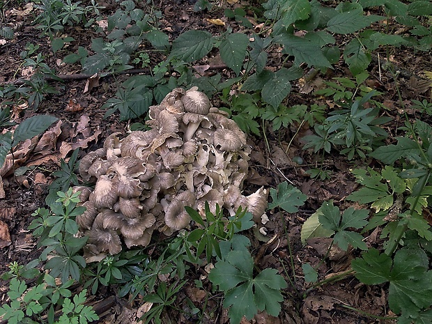 trúdnik klobúčkatý Polyporus umbellatus (Pers.) Fr.