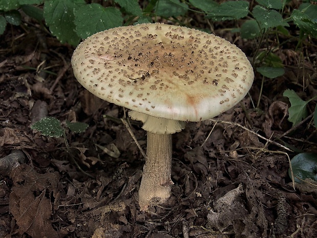 muchotrávka červenkastá Amanita rubescens Pers.