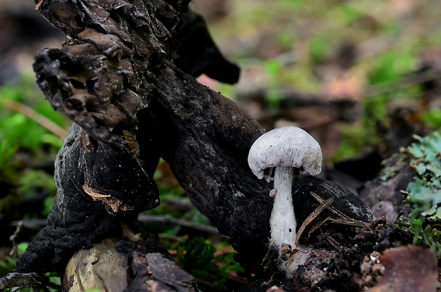 príživnica obyčajná Asterophora parasitica (Bull.) Singer