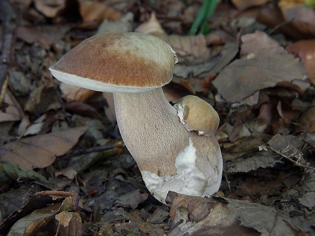 hríb dubový Boletus reticulatus Schaeff.