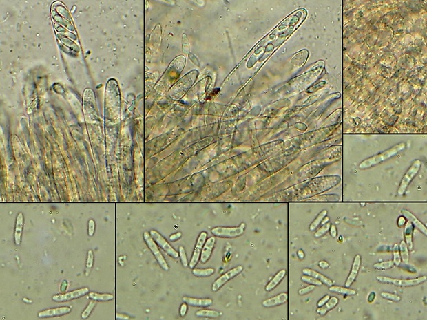 kalorka žihľavová Calloria neglecta (Lib.) B. Hein