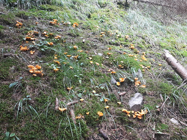 kuriatko Cantharellus sp.