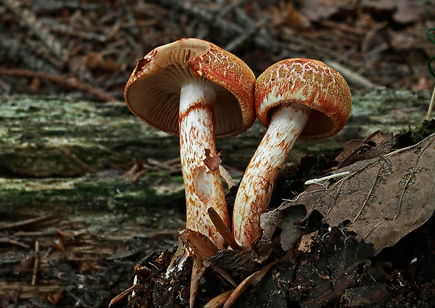 pavučinovec červenošupinatý Cortinarius bolaris (Pers.) Fr.