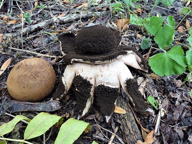 hviezdovka vlasatá Geastrum melanocephalum (Czern.) V.J. Staněk