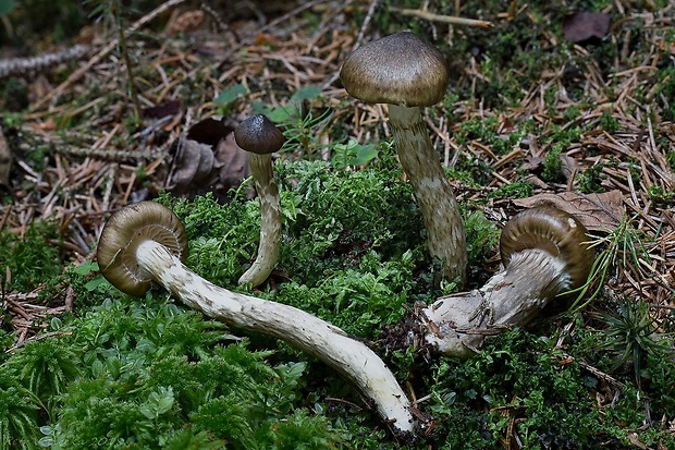 šťavnačka olivovohnedá Hygrophorus olivaceoalbus (Fr.) Fr.