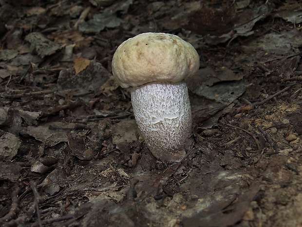 kozák topoľový Leccinum duriusculum (Schulzer ex Kalchbr.) Singer