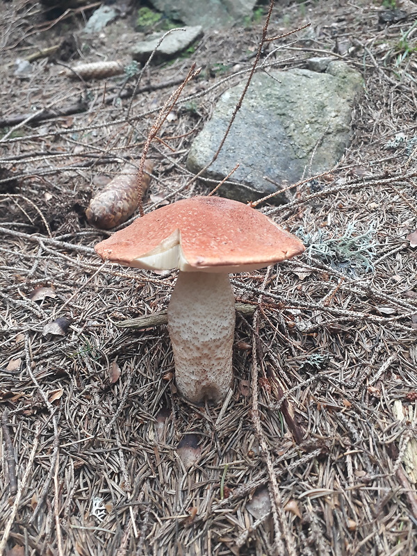 kozák smrekový Leccinum piceinum Pilát & Dermek