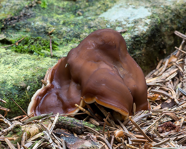 rizinka zvlnená Rhizina undulata Fr.