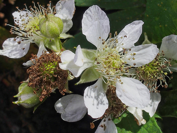 ostružina tmavofialová Rubus tabanimontanus Figert
