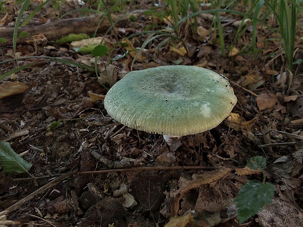 plávka zelenkastá Russula virescens (Schaeff.) Fr.