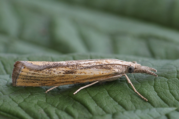 trávovec Tollov  Agriphila tolli