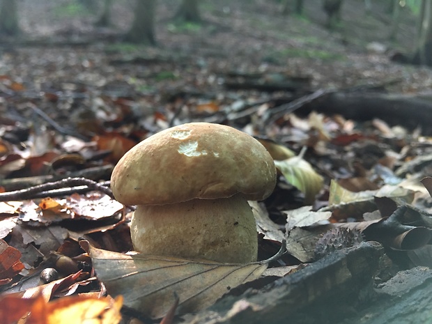 hríb dubový Boletus reticulatus Schaeff.