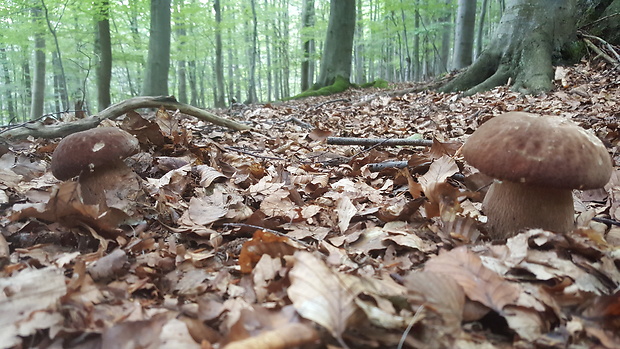 hríb dubový Boletus reticulatus Schaeff.