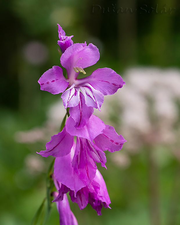 mečík škridlicovitý Gladiolus imbricatus L.