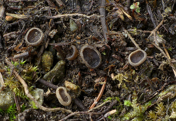 pindara zemná Helvella terrestris (Velen.) Landvik