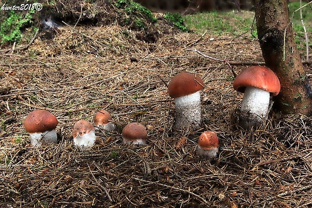 kozák smrekový Leccinum piceinum Pilát & Dermek