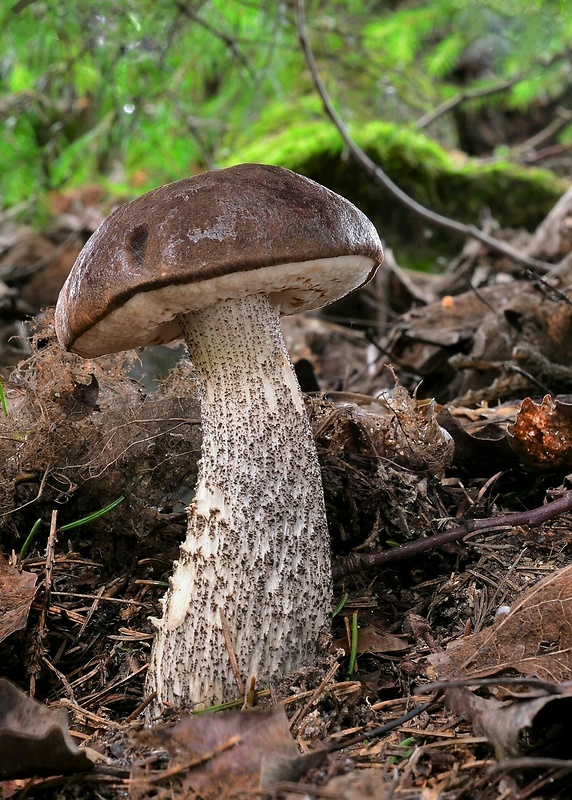 kozák brezový Leccinum scabrum (Bull.) Gray