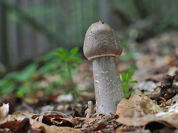 bedľa vysoká Macrolepiota procera (Scop.) Singer