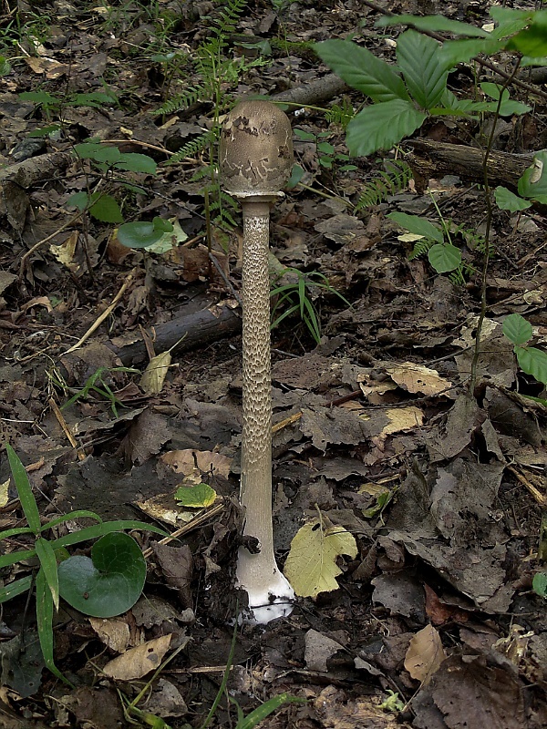 bedľa vysoká Macrolepiota procera (Scop.) Singer