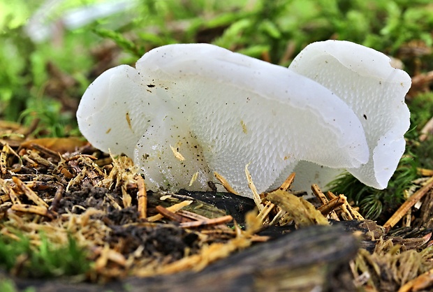 pajelenka želatínová Pseudohydnum gelatinosum (Scop.) P. Karst.