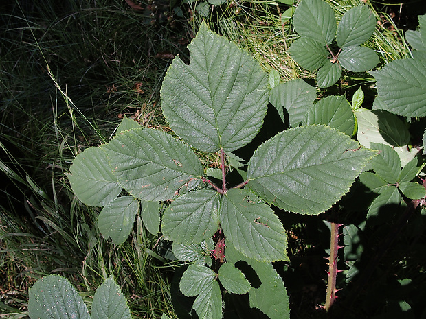 ostružina huňatá Rubus gracilis J. Presl et C. Presl
